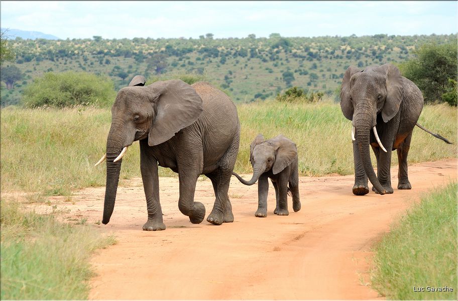 ... suivis de près par les éléphants (4)