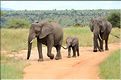 ... suivis de près par les éléphants (4)