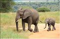 ... suivis de près par les éléphants (5)