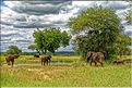 ... suivis de près par les éléphants (6)
