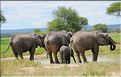 ... suivis de près par les éléphants (7)