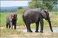 ... suivis de près par les éléphants (8)