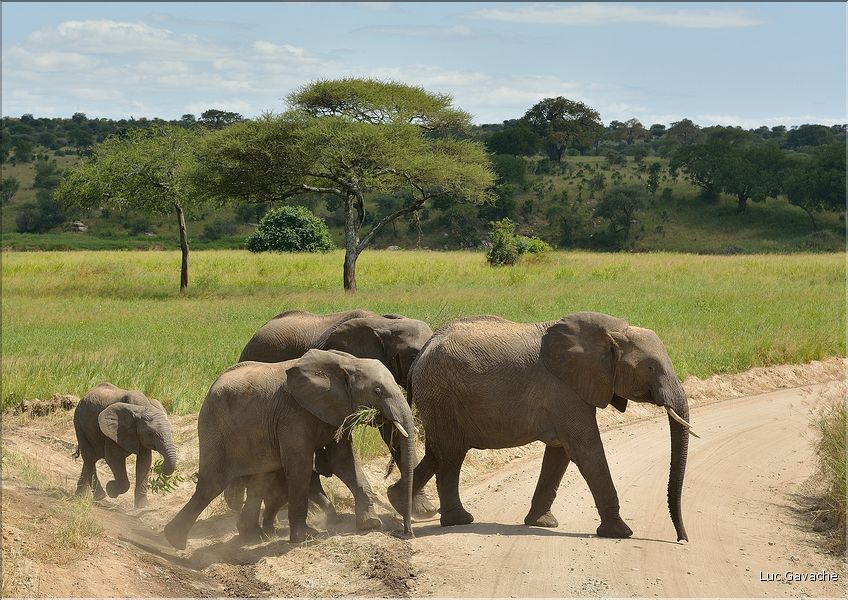 ... suivis de près par les éléphants (10)