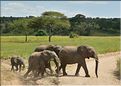 ... suivis de près par les éléphants (10)