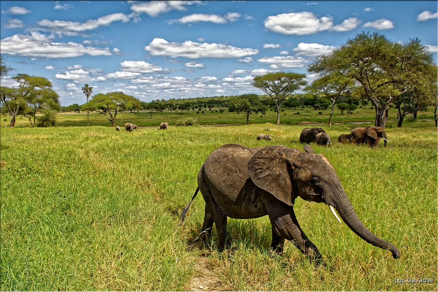 ... suivis de près par les éléphants (11)