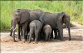 ... suivis de près par les éléphants (12)