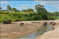 ... suivis de près par les éléphants (13)