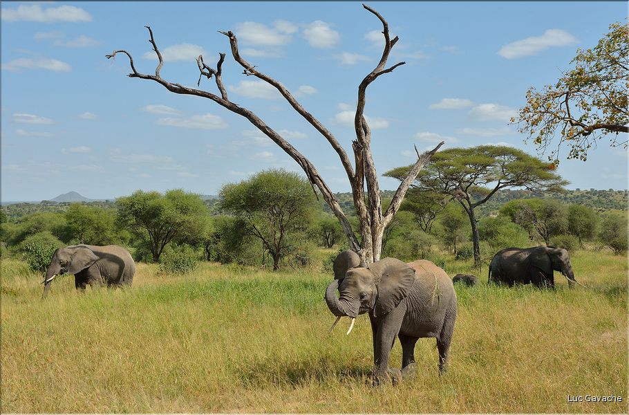 ... suivis de près par les éléphants (14)