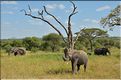 ... suivis de près par les éléphants (14)