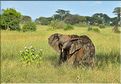 ... suivis de près par les éléphants (16)