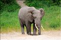 ... suivis de près par les éléphants (17)