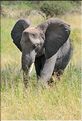 ... suivis de près par les éléphants (19)
