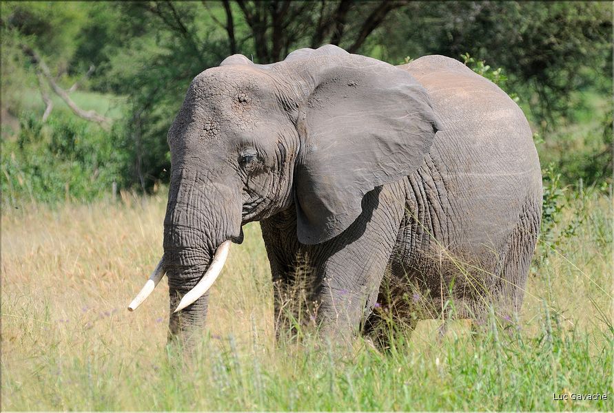 ... suivis de près par les éléphants (20)