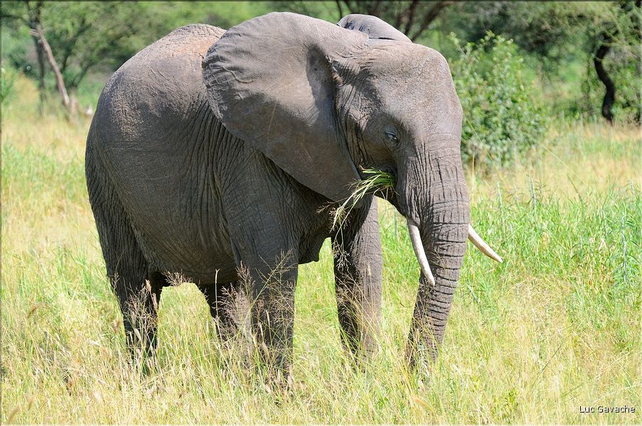 ... suivis de près par les éléphants (21)