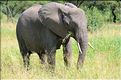 ... suivis de près par les éléphants (21)