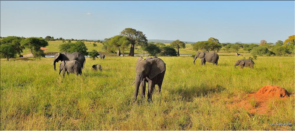 ... suivis de près par les éléphants (22)