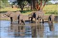 ... suivis de près par les éléphants (24)