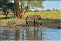 ... suivis de près par les éléphants (25)