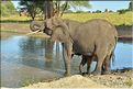 ... suivis de près par les éléphants (27)