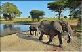 ... suivis de près par les éléphants (28)