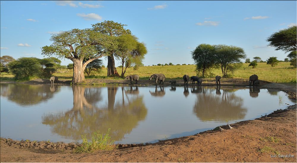 ... suivis de près par les éléphants (29)