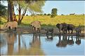 ... suivis de près par les éléphants (30)