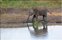 ... suivis de près par les éléphants (31)