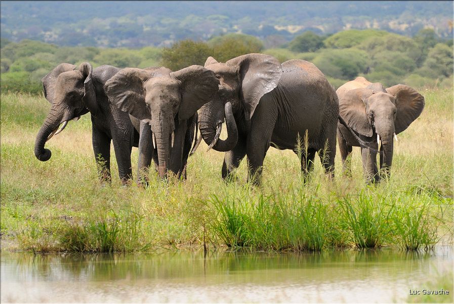Après s'être désaltérés, les éléphants se roulent bien souvent dans la boue, se grattent contre les arbres et se couvrent de poussière. (1)