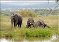 Après s'être désaltérés, les éléphants se roulent bien souvent dans la boue, se grattent contre les arbres et se couvrent de poussière. (2)