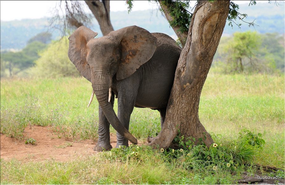 Après s'être désaltérés, les éléphants se roulent bien souvent dans la boue, se grattent contre les arbres et se couvrent de poussière. (3)