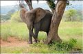 Après s'être désaltérés, les éléphants se roulent bien souvent dans la boue, se grattent contre les arbres et se couvrent de poussière. (3)