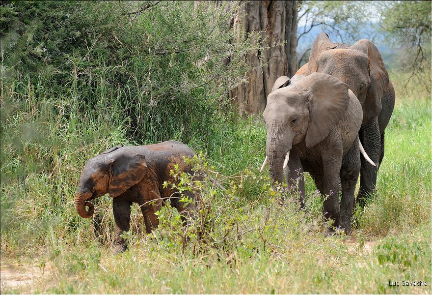 Après s'être désaltérés, les éléphants se roulent bien souvent dans la boue, se grattent contre les arbres et se couvrent de poussière. (4)