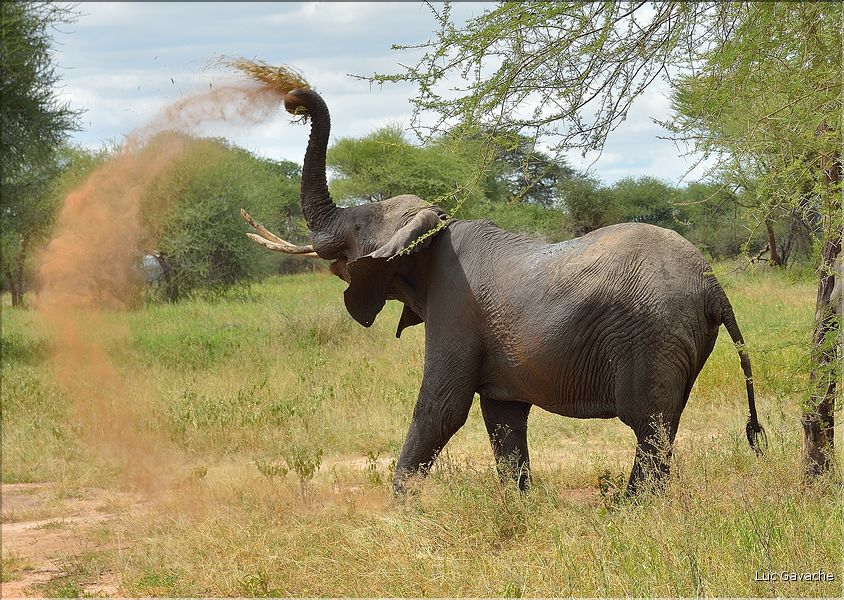 Après s'être désaltérés, les éléphants se roulent bien souvent dans la boue, se grattent contre les arbres et se couvrent de poussière. (5)