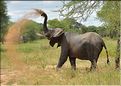 Après s'être désaltérés, les éléphants se roulent bien souvent dans la boue, se grattent contre les arbres et se couvrent de poussière. (5)