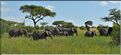 Les éléphants de Tarangire. (1)