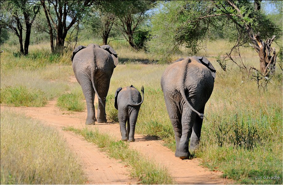 Les éléphants de Tarangire. (3)
