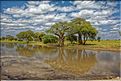 Les arbres les plus emblématiques du parc de Tarangire, sont les baobabs et les acacias parasols. (1)