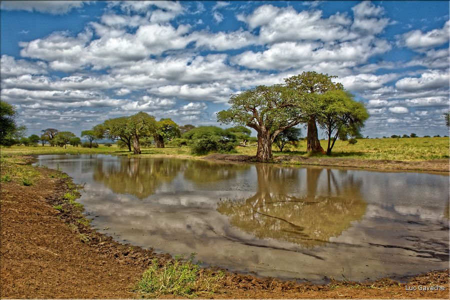 Les arbres les plus emblématiques du parc de Tarangire, sont les baobabs et les acacias parasols. (2)