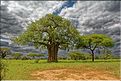 Les arbres les plus emblématiques du parc de Tarangire, sont les baobabs et les acacias parasols. (5)