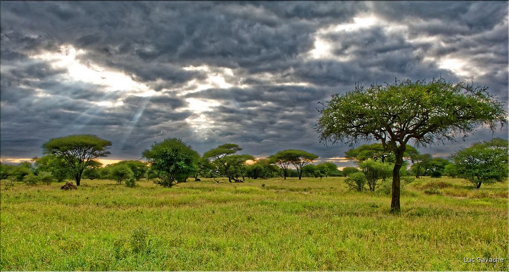 Les arbres les plus emblématiques du parc de Tarangire, sont les baobabs et les acacias parasols. (6)