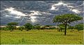 Les arbres les plus emblématiques du parc de Tarangire, sont les baobabs et les acacias parasols. (6)