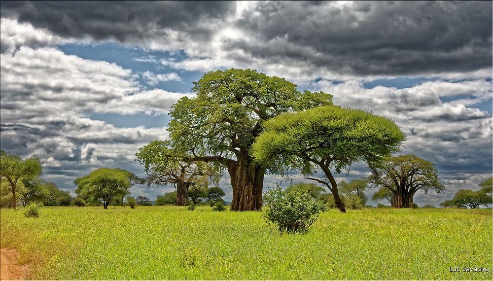 Les arbres les plus emblématiques du parc de Tarangire, sont les baobabs et les acacias parasols. (7)