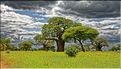 Les arbres les plus emblématiques du parc de Tarangire, sont les baobabs et les acacias parasols. (7)