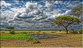 Les zèbres du parc de Tarangire. (1)