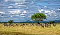 Les zèbres du parc de Tarangire. (2)