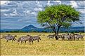 Les zèbres du parc de Tarangire. (3)