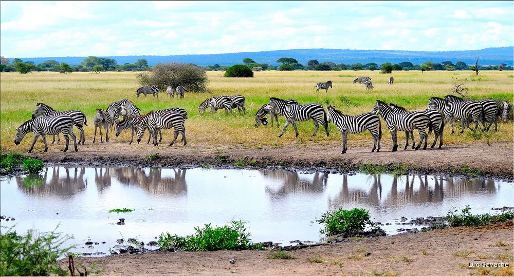 Les zèbres du parc de Tarangire. (4)