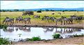 Les zèbres du parc de Tarangire. (4)