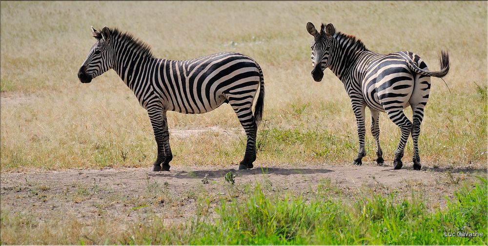 Les zèbres du parc de Tarangire. (5)