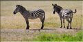 Les zèbres du parc de Tarangire. (5)
